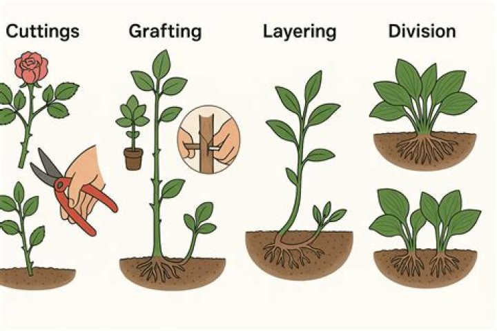 Comprehensive Guide to Rubber Tree Propagation: Techniques and Best Practices